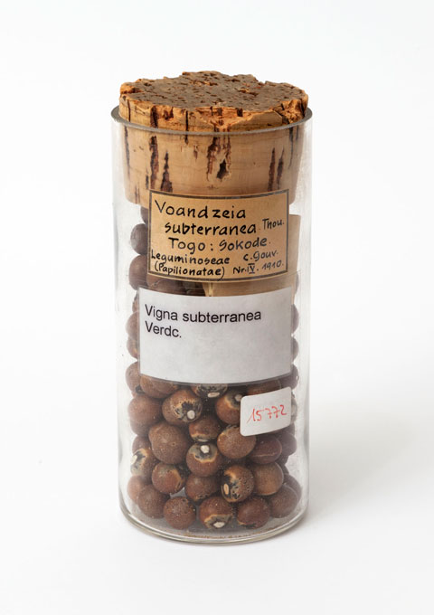 ambara nut (Vigna subterranea (L.) Verdc.), 1910