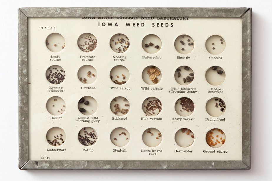 collection of 24 different kinds of Weed Seeds