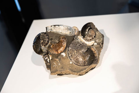 Limestone concretion with ammonites