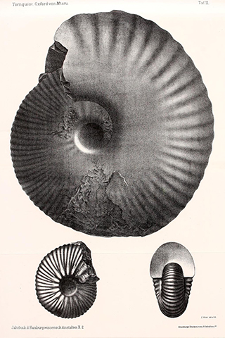 Drawing of the Ammonite by Alexander Tornquist, 1893